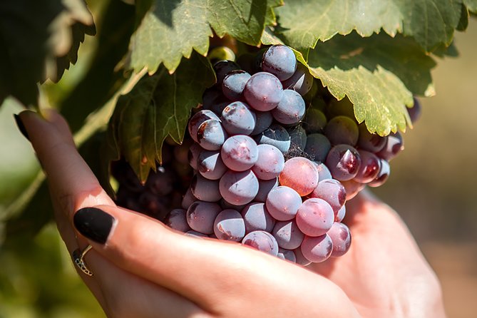 Kos Local Tasting - Wine